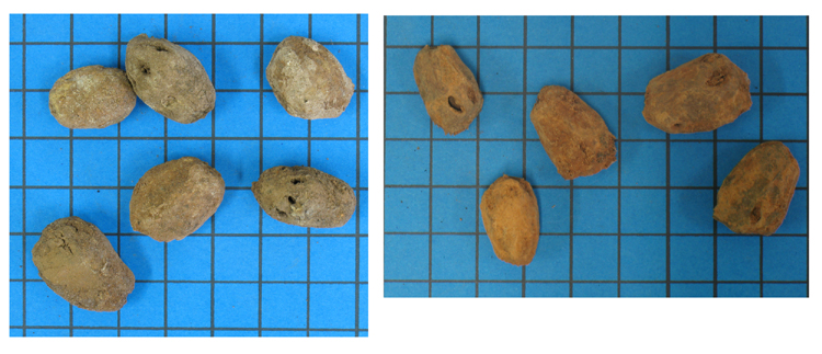 picture comparing umbu preservation